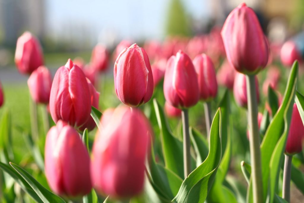 Tulipan Ballerina ozdobą przydomowego ogrodu