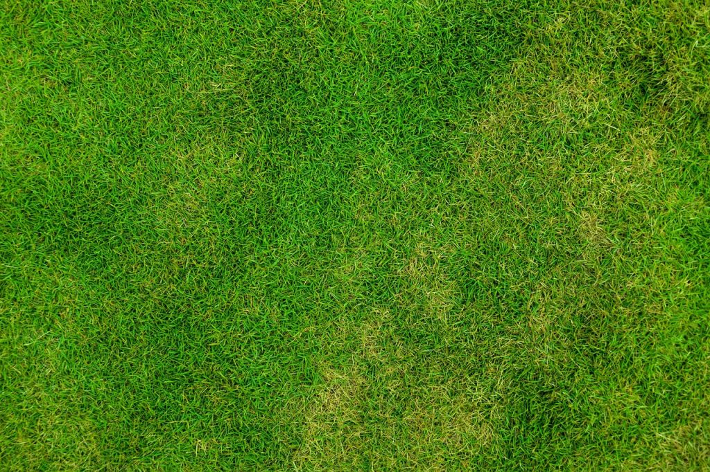 Producent trawy w rolkach — na co zwrócić uwagę przy jego wyborze?